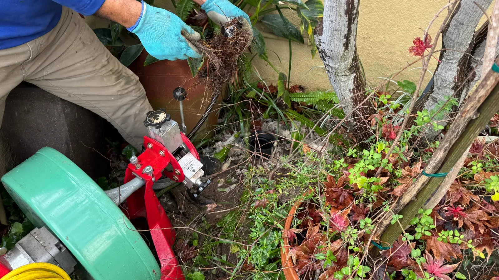 Glendale drain clearing service removing roots and debris from clogged drain line